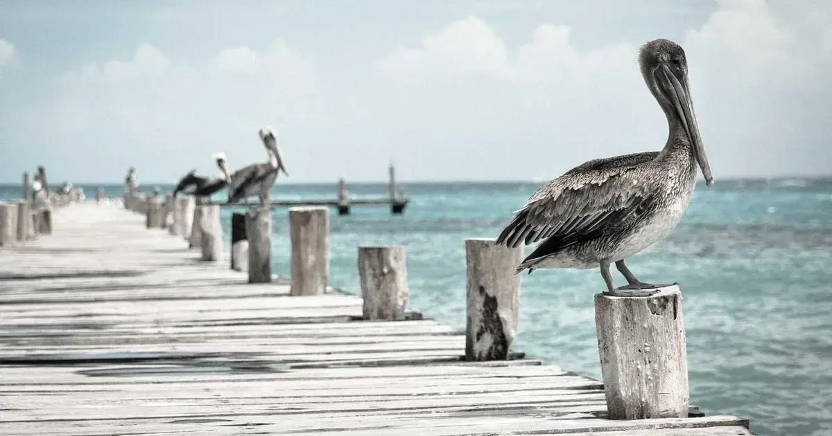 family members supporting visa applicant